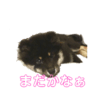 My Lovely Boo日常のことば③（個別スタンプ：4）