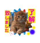 ねこまーち ベイビーズ（個別スタンプ：6）