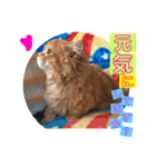 ねこまーち ベイビーズ（個別スタンプ：13）