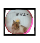 小さな家族達と海たんと千秋くん（個別スタンプ：1）