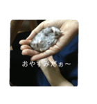 小さな家族達と海たんと千秋くん（個別スタンプ：3）
