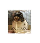 小さな家族達と海たんと千秋くん（個別スタンプ：12）