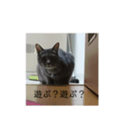 小さな家族達と海たんと千秋くん（個別スタンプ：13）