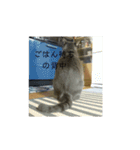 小さな家族達と海たんと千秋くん（個別スタンプ：15）