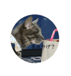 小さな家族達と海たんと千秋くん（個別スタンプ：16）