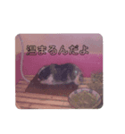 海たんと千秋くん（1）（個別スタンプ：2）