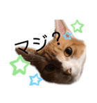 トラ猫 むう（個別スタンプ：4）