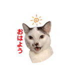 ＊ぶちねこマロ姐の日常＊スタンプ（個別スタンプ：1）