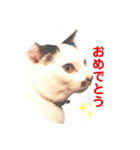 ＊ぶちねこマロ姐の日常＊スタンプ（個別スタンプ：2）