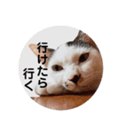 ＊ぶちねこマロ姐の日常＊スタンプ（個別スタンプ：8）