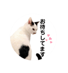 ＊ぶちねこマロ姐の日常＊スタンプ（個別スタンプ：13）