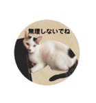 ＊ぶちねこマロ姐の日常＊スタンプ（個別スタンプ：15）