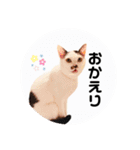 ＊ぶちねこマロ姐の日常＊スタンプ（個別スタンプ：22）