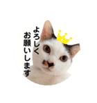 ＊ぶちねこマロ姐の日常＊スタンプ（個別スタンプ：24）