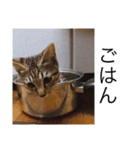 canyopi_20201004221025（個別スタンプ：4）