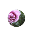 Rose Rose Rose Rose（個別スタンプ：1）