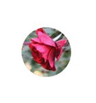 Rose Rose Rose Rose（個別スタンプ：4）