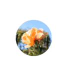 Rose Rose Rose Rose（個別スタンプ：9）