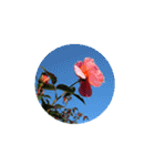 Rose Rose Rose Rose（個別スタンプ：13）