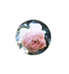 Rose Rose Rose Rose（個別スタンプ：16）