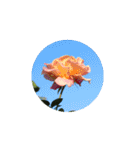 Rose Rose Rose Rose（個別スタンプ：17）