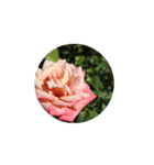 Rose Rose Rose Rose（個別スタンプ：21）