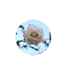 Rose Rose Rose Rose（個別スタンプ：23）