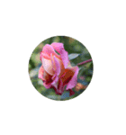 Rose Rose Rose Rose（個別スタンプ：28）