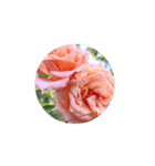 Rose Rose Rose Rose（個別スタンプ：29）