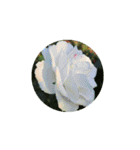 Rose Rose Rose Rose（個別スタンプ：32）