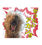 chi chan the toy poodle（個別スタンプ：1）