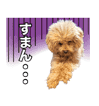 chi chan the toy poodle（個別スタンプ：2）