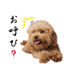 chi chan the toy poodle（個別スタンプ：3）