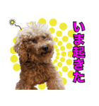 chi chan the toy poodle（個別スタンプ：4）