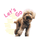 chi chan the toy poodle（個別スタンプ：5）