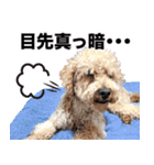 chi chan the toy poodle（個別スタンプ：6）