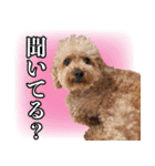 chi chan the toy poodle（個別スタンプ：7）