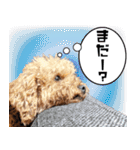 chi chan the toy poodle（個別スタンプ：9）