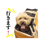 chi chan the toy poodle（個別スタンプ：10）
