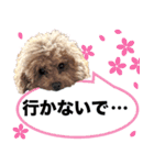 chi chan the toy poodle（個別スタンプ：11）