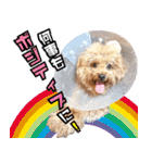 chi chan the toy poodle（個別スタンプ：12）