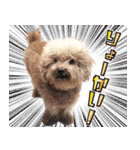 chi chan the toy poodle（個別スタンプ：13）