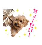 chi chan the toy poodle（個別スタンプ：14）