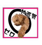 chi chan the toy poodle（個別スタンプ：15）