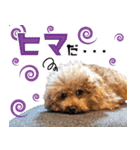 chi chan the toy poodle（個別スタンプ：16）