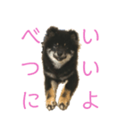 My Lovely Boo日常のことば④（個別スタンプ：1）