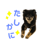 My Lovely Boo日常のことば④（個別スタンプ：7）