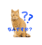 まめ吉たち3（個別スタンプ：8）
