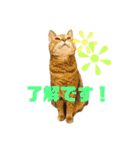 まめ吉たち3（個別スタンプ：10）