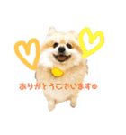 まめ吉たち3（個別スタンプ：13）